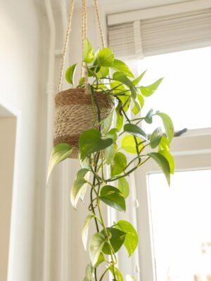 Hangmandje Wit/Naturel